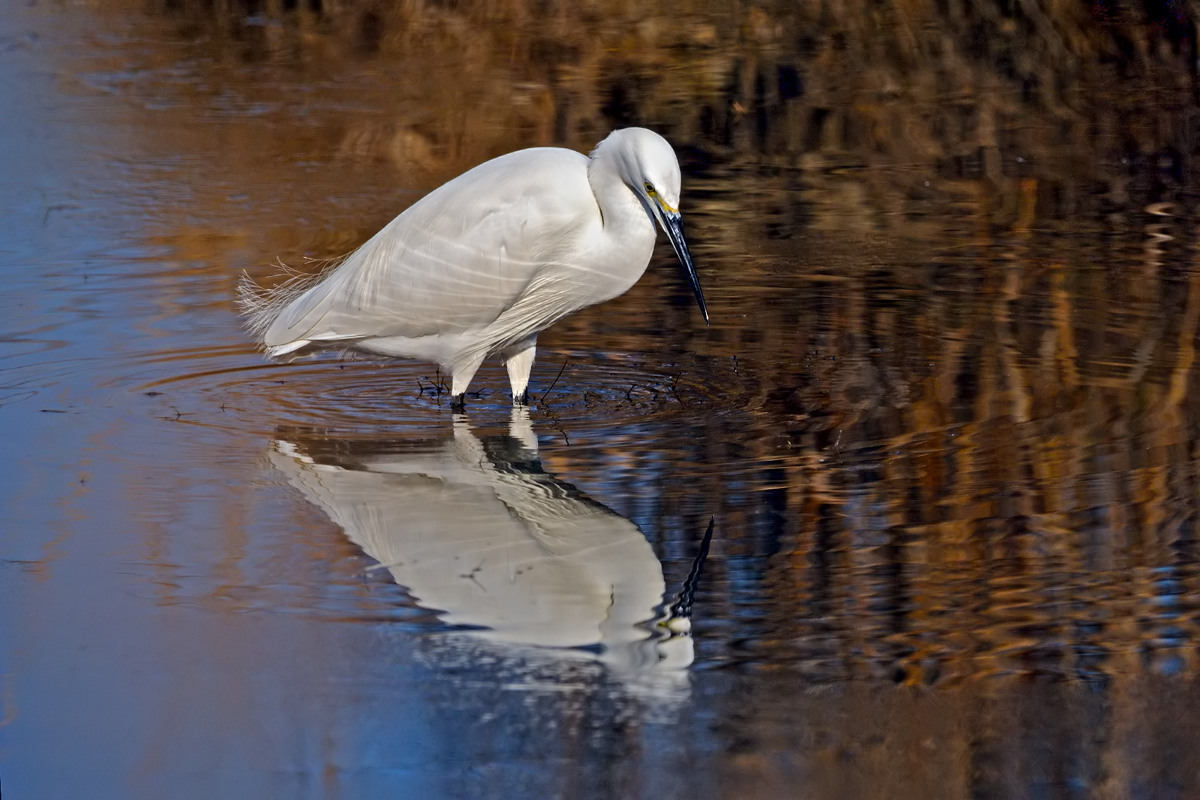 Egretta la Garzetta!
